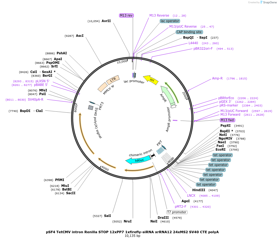 104094-plasmid-map-sequence-id-201327