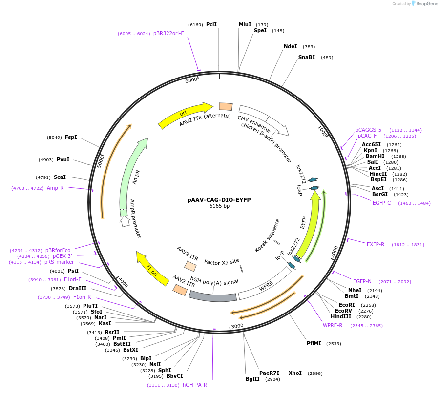104052-plasmid-map-sequence-id-201340