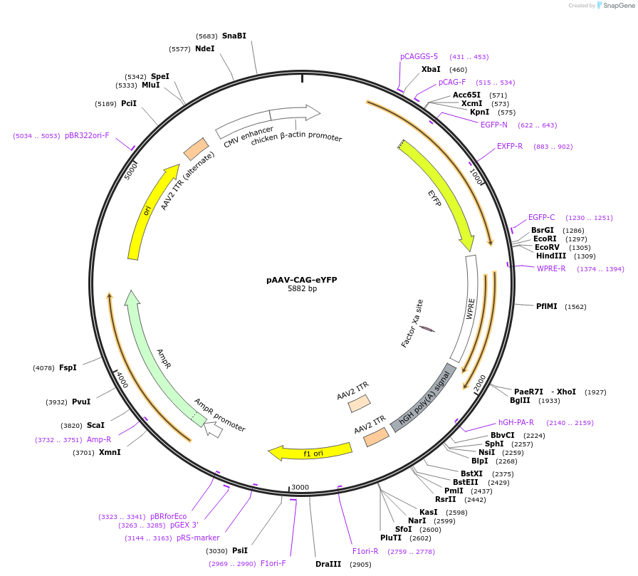 104055-plasmid-map-sequence-id-201341