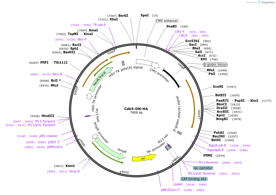 1873-plasmid-map-sequence-id-201342