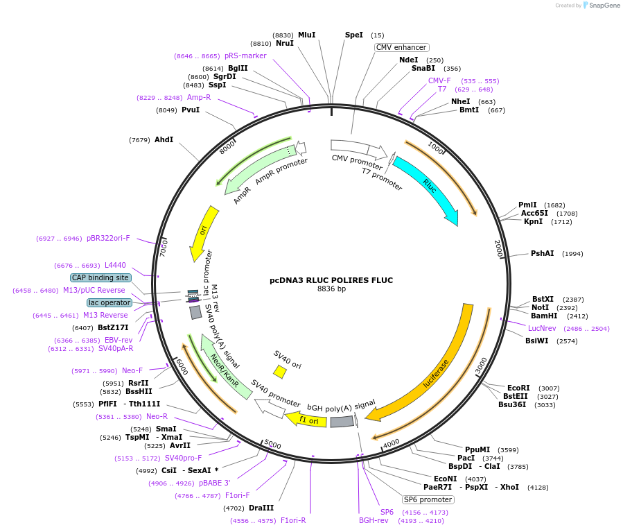 45642-plasmid-map-sequence-id-201343