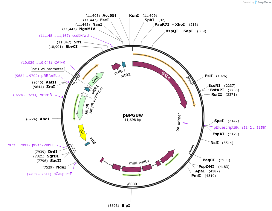 17575-plasmid-map-sequence-id-201344