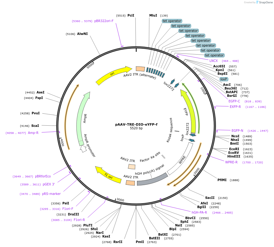 104057-plasmid-map-sequence-id-201349