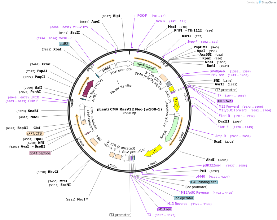 22259-plasmid-map-sequence-id-201365