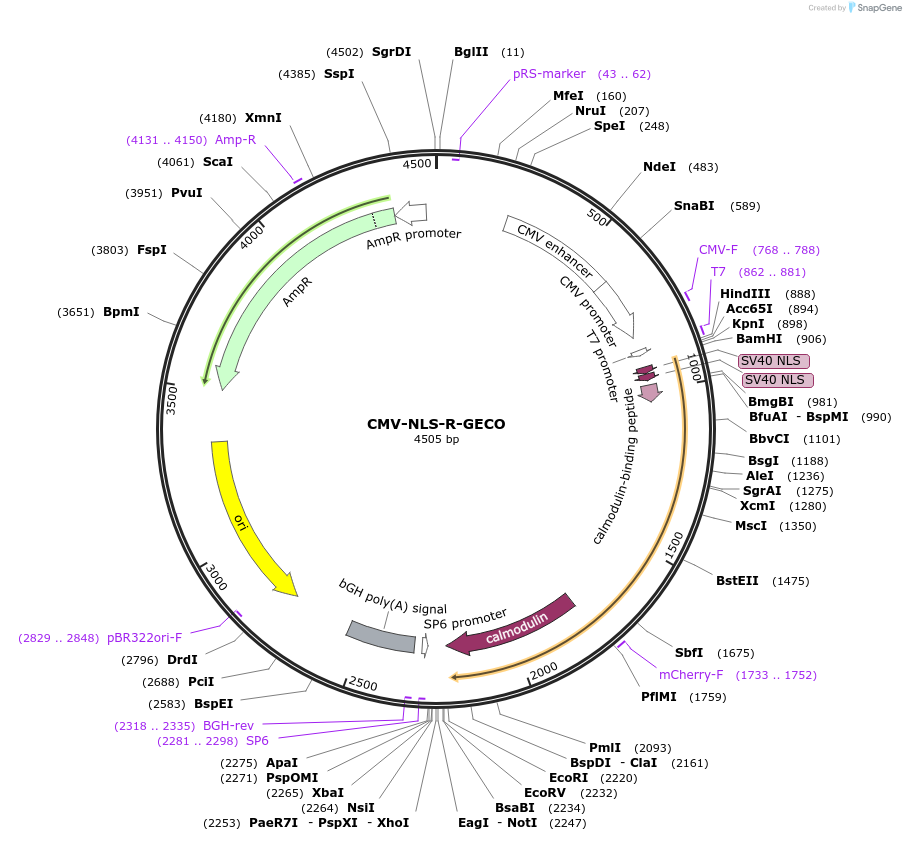 32462-plasmid-map-sequence-id-201367