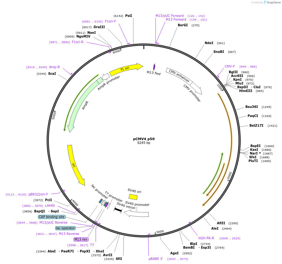 21965-plasmid-map-sequence-id-201368