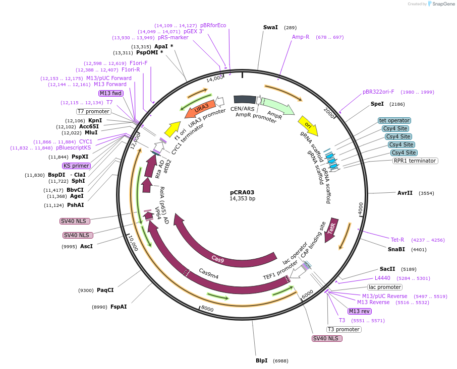 103141-plasmid-map-sequence-id-201370