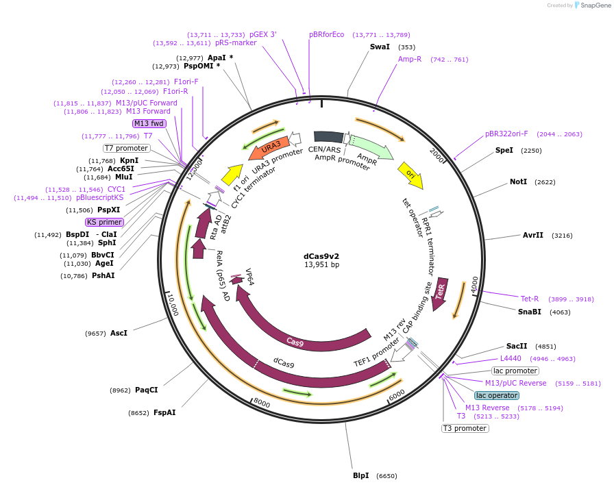 103140-plasmid-map-sequence-id-201371