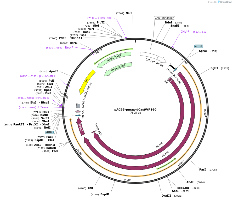 48225-plasmid-map-sequence-id-201375