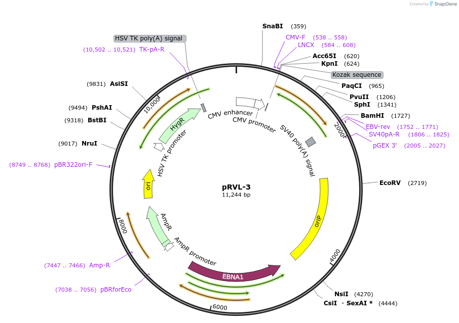 104581-plasmid-map-sequence-id-201392