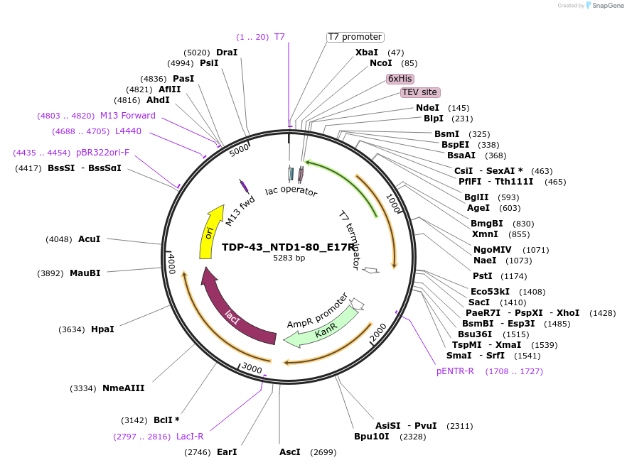 104479-plasmid-map-sequence-id-201399