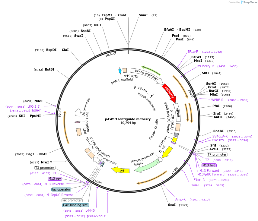 104375-plasmid-map-sequence-id-201401