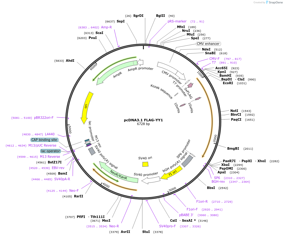 104396-plasmid-map-sequence-id-201406