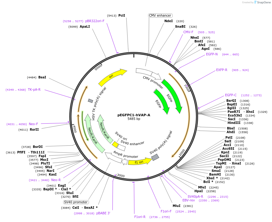 104447-plasmid-map-sequence-id-201407