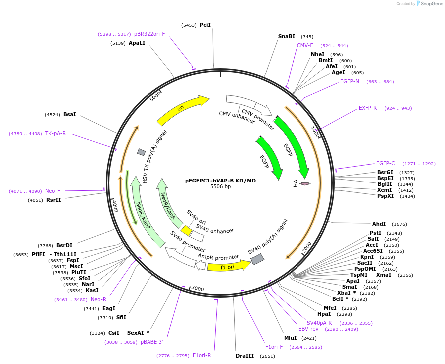 104450-plasmid-map-sequence-id-201410