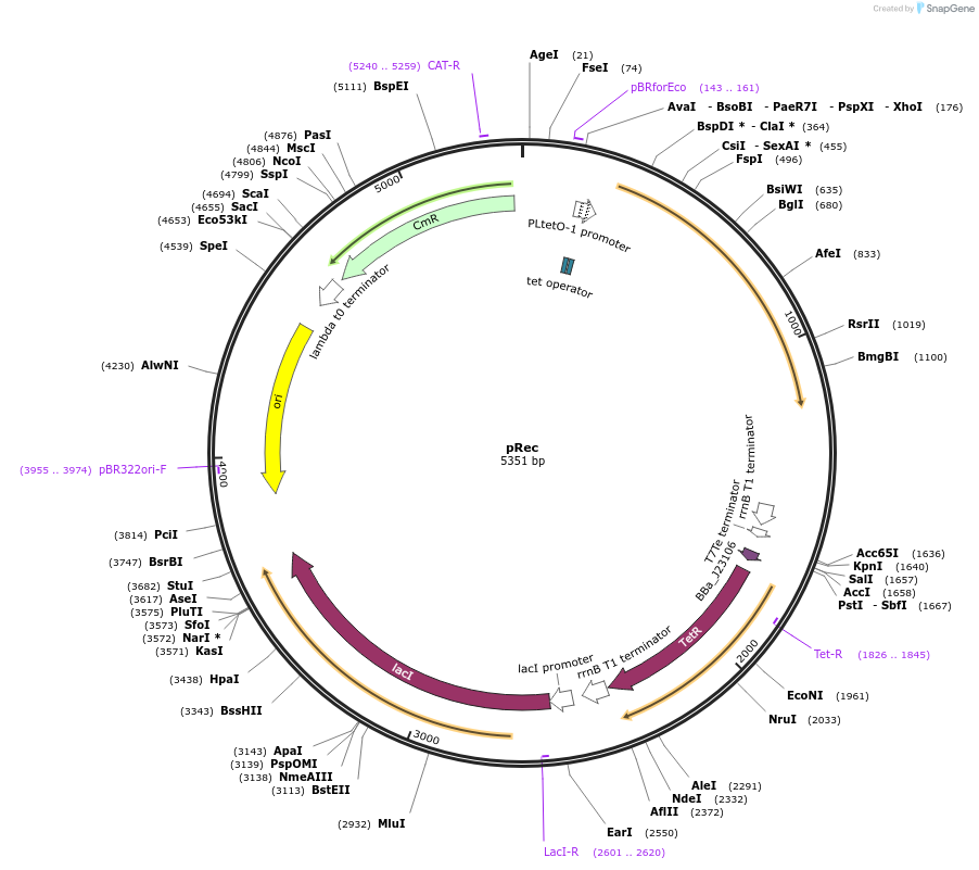 104572-plasmid-map-sequence-id-201411