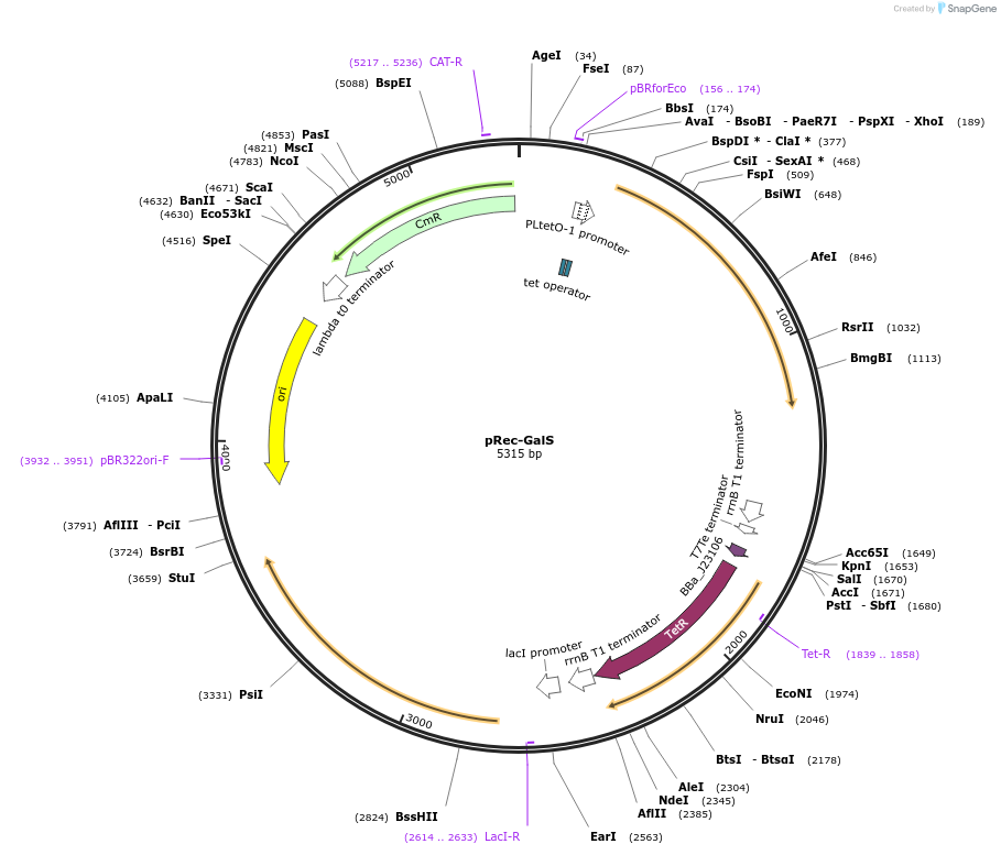 104573-plasmid-map-sequence-id-201412