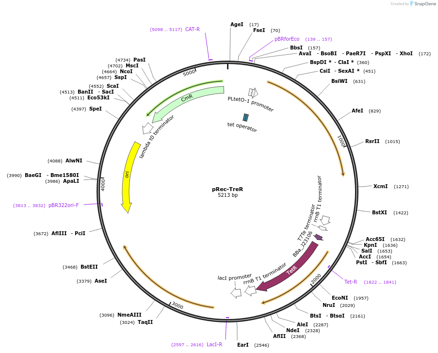 104574-plasmid-map-sequence-id-201414