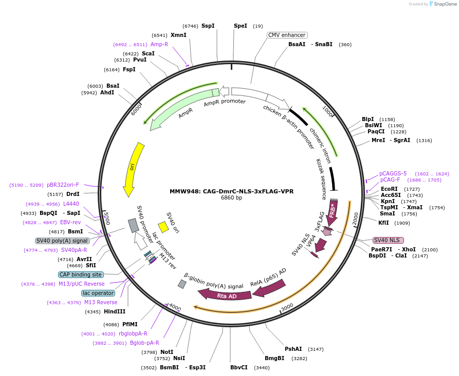 104565-plasmid-map-sequence-id-201426