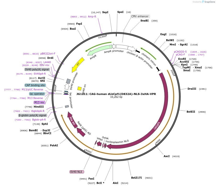 104567-plasmid-map-sequence-id-201429