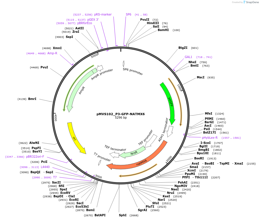 99048-plasmid-map-sequence-id-201430