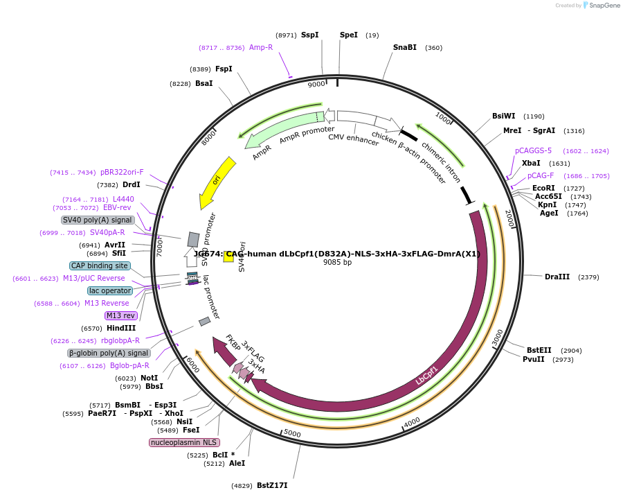 104568-plasmid-map-sequence-id-201431