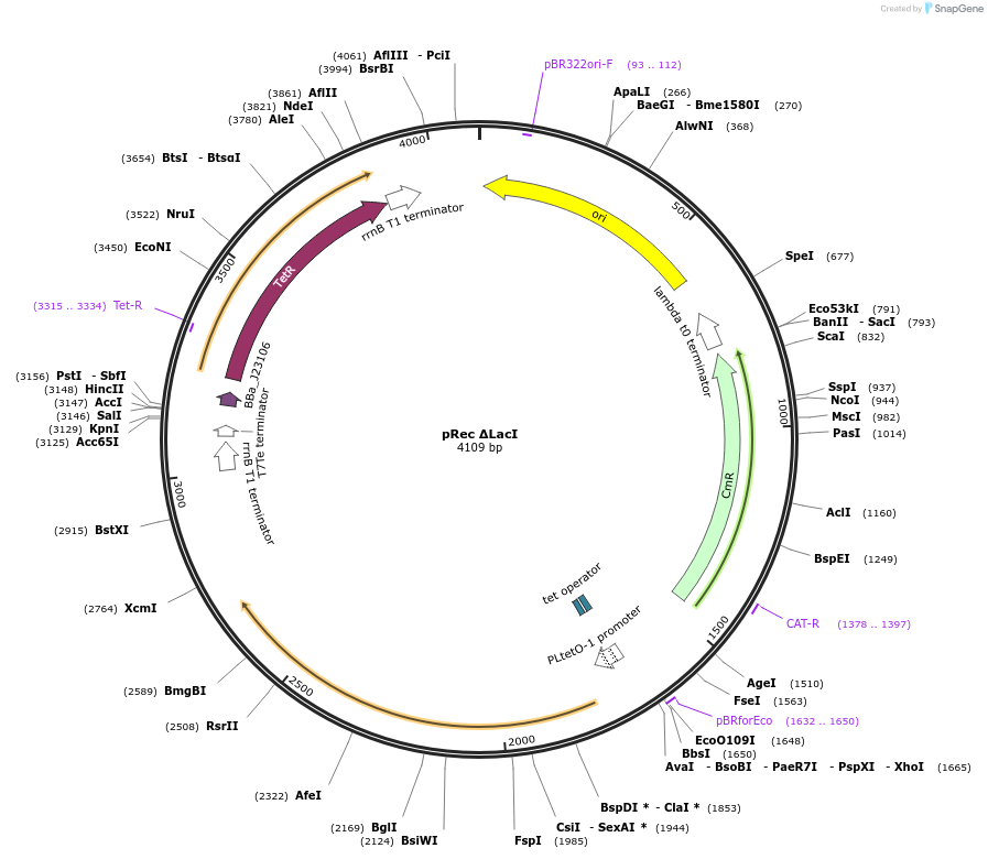 104575-plasmid-map-sequence-id-201432