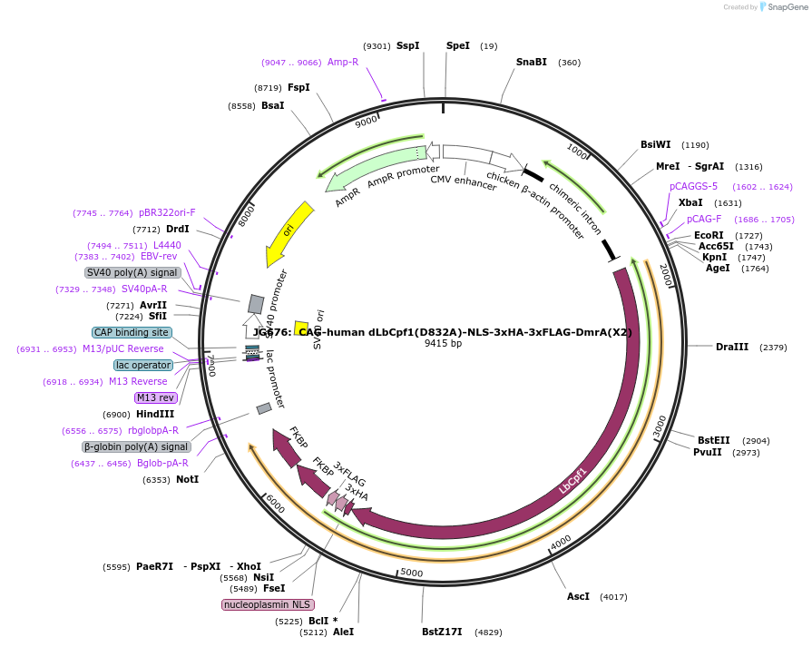 104569-plasmid-map-sequence-id-201433