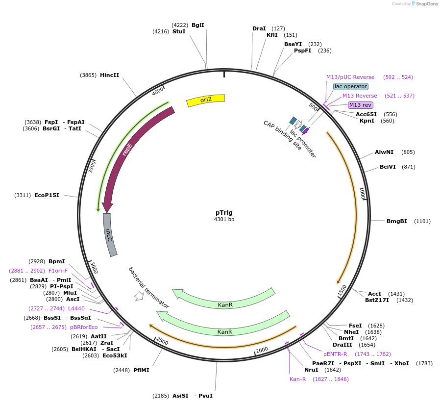 104576-plasmid-map-sequence-id-201435