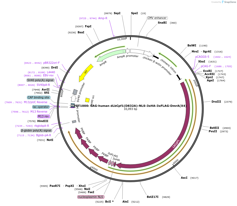 104571-plasmid-map-sequence-id-201436