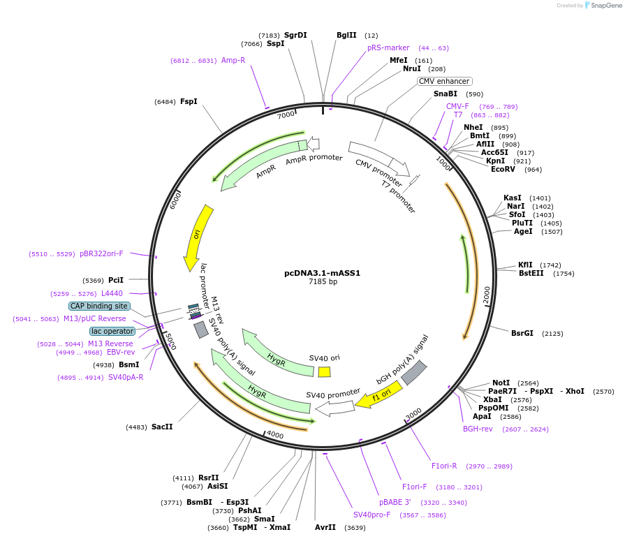 34576-plasmid-map-sequence-id-201439