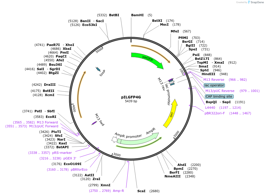 104502-plasmid-map-sequence-id-201440