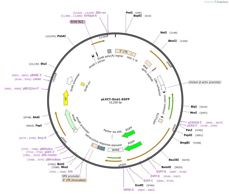106343-plasmid-map-sequence-id-201456