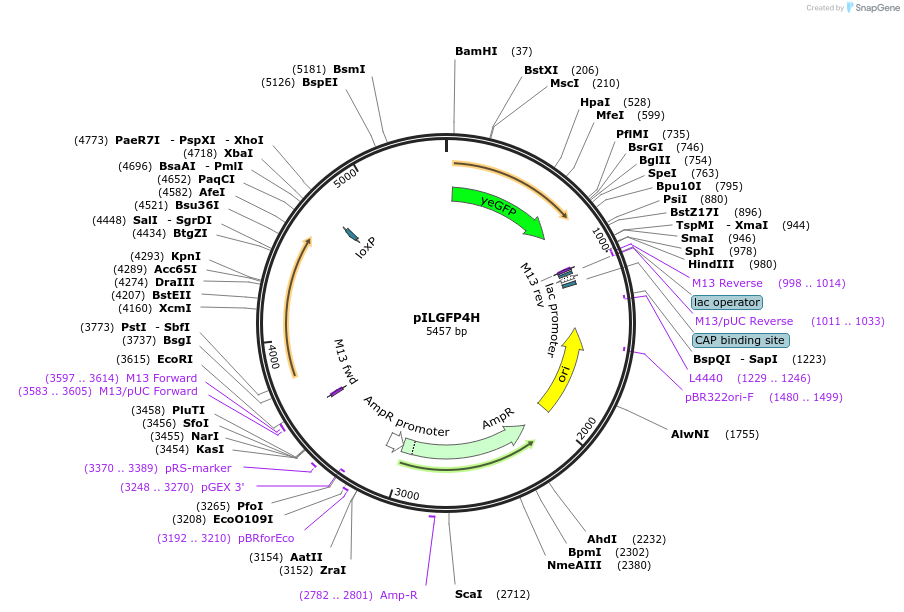 104503-plasmid-map-sequence-id-201459