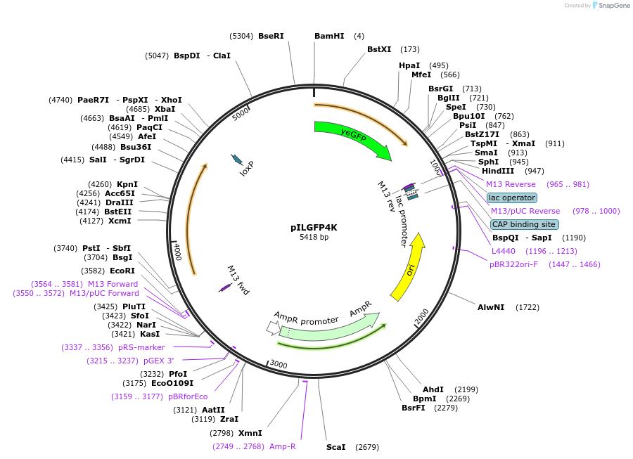 104506-plasmid-map-sequence-id-201463