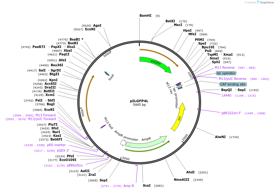 104507-plasmid-map-sequence-id-201466
