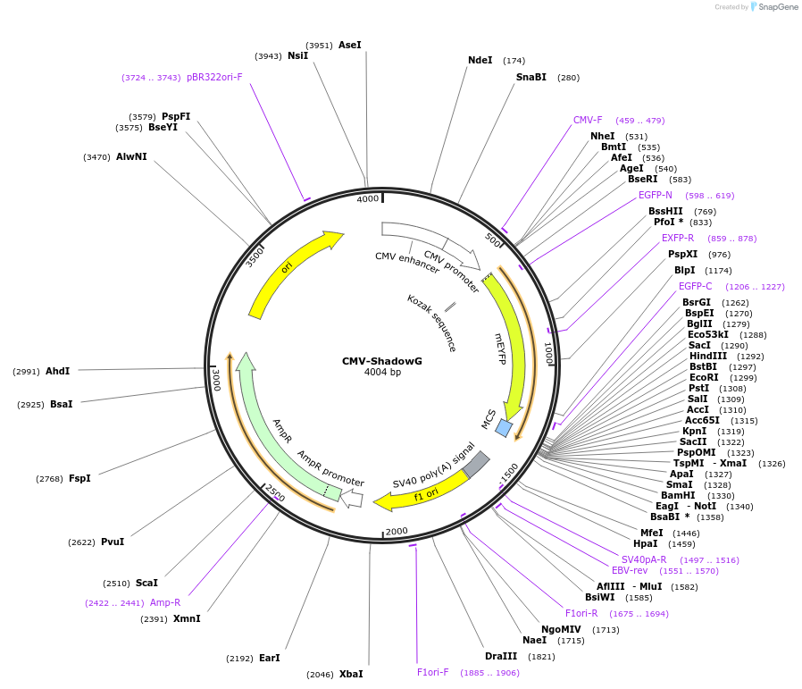 104620-plasmid-map-sequence-id-201468