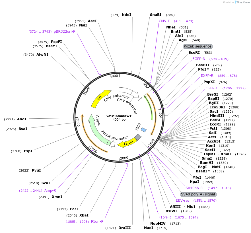 104621-plasmid-map-sequence-id-201469