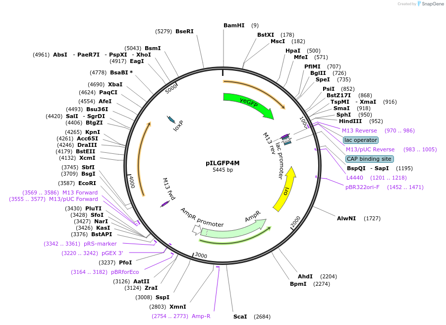 104508-plasmid-map-sequence-id-201470