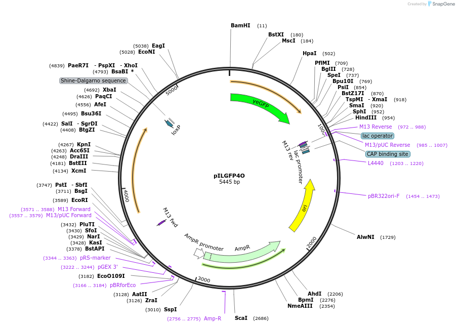 104510-plasmid-map-sequence-id-201474