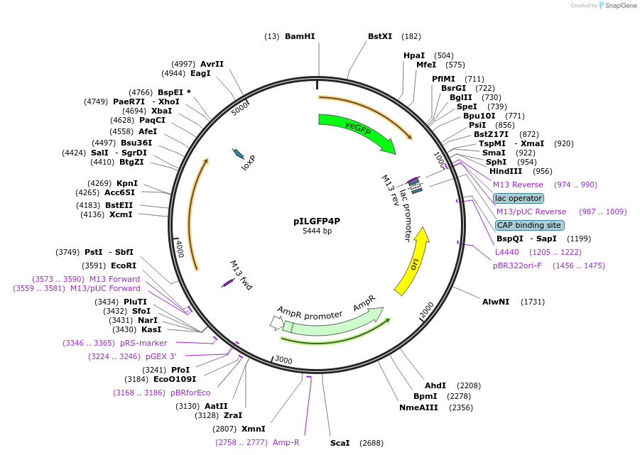 104511-plasmid-map-sequence-id-201475