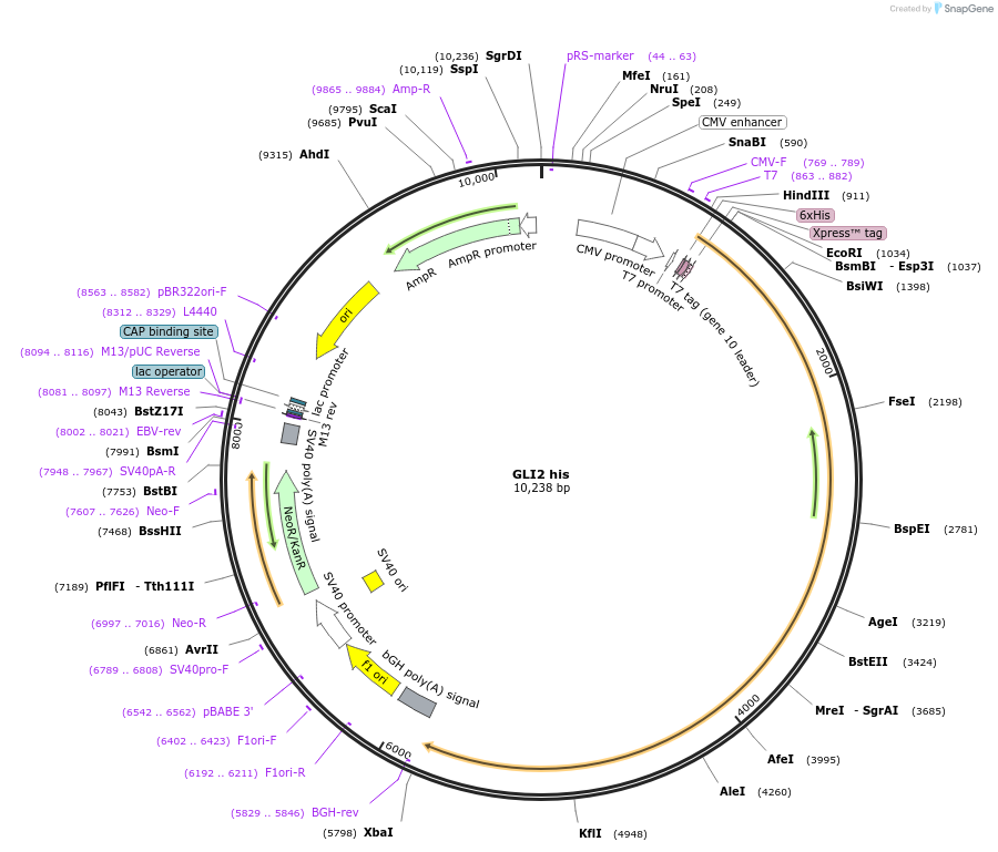 87097-plasmid-map-sequence-id-201477