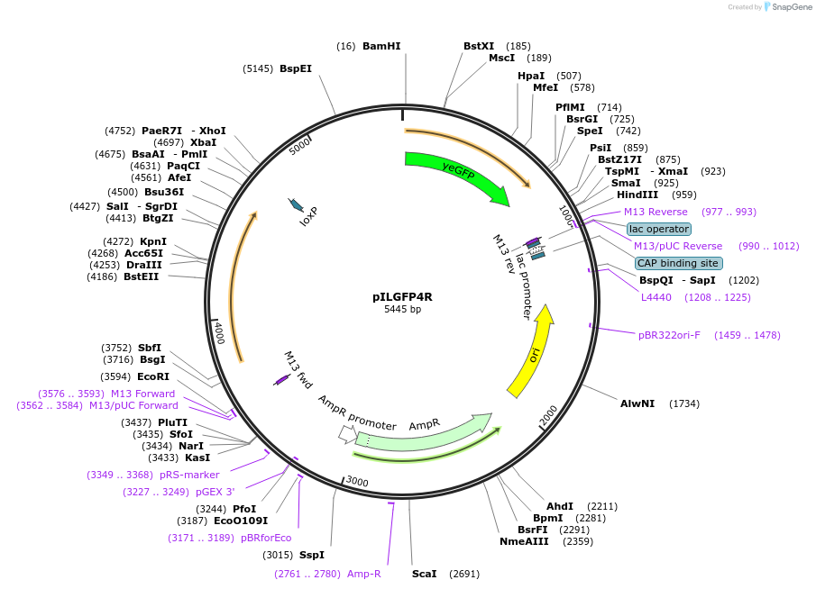 104513-plasmid-map-sequence-id-201478