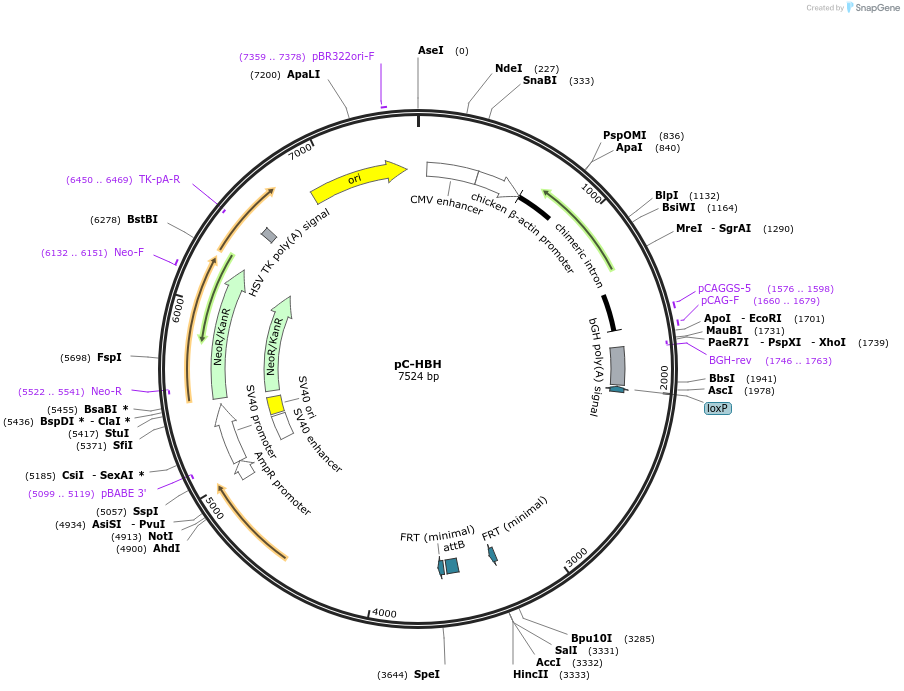 88896-plasmid-map-sequence-id-201482