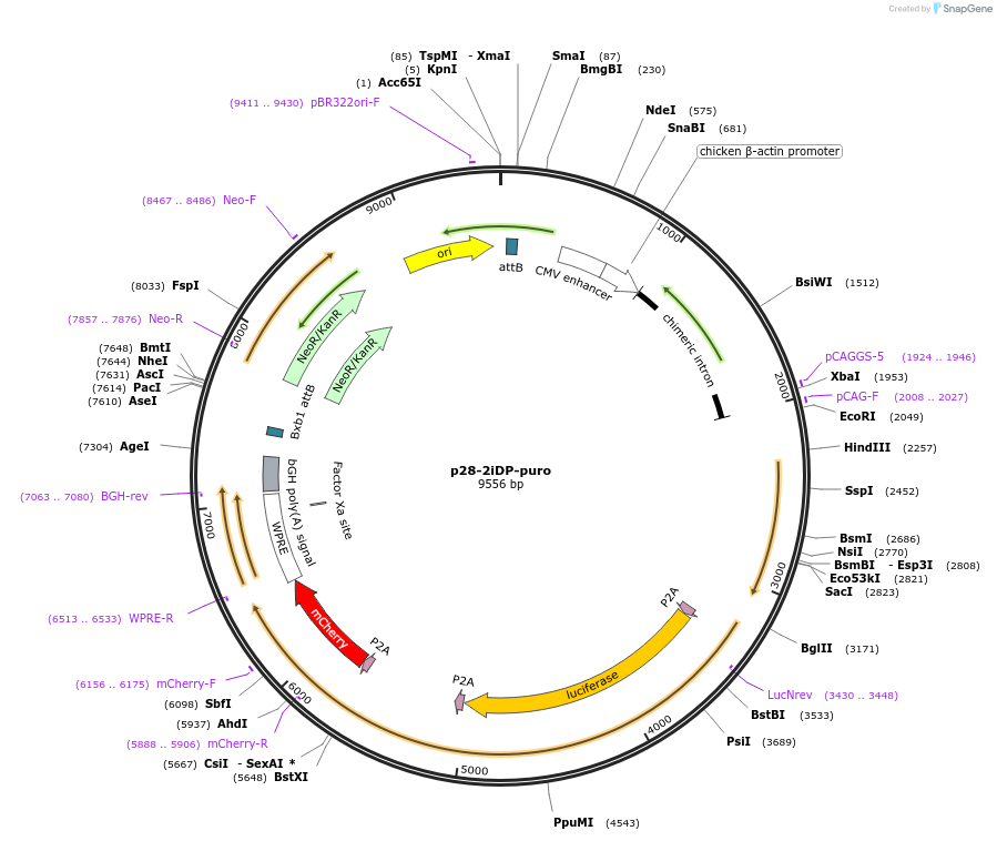 88893-plasmid-map-sequence-id-201484