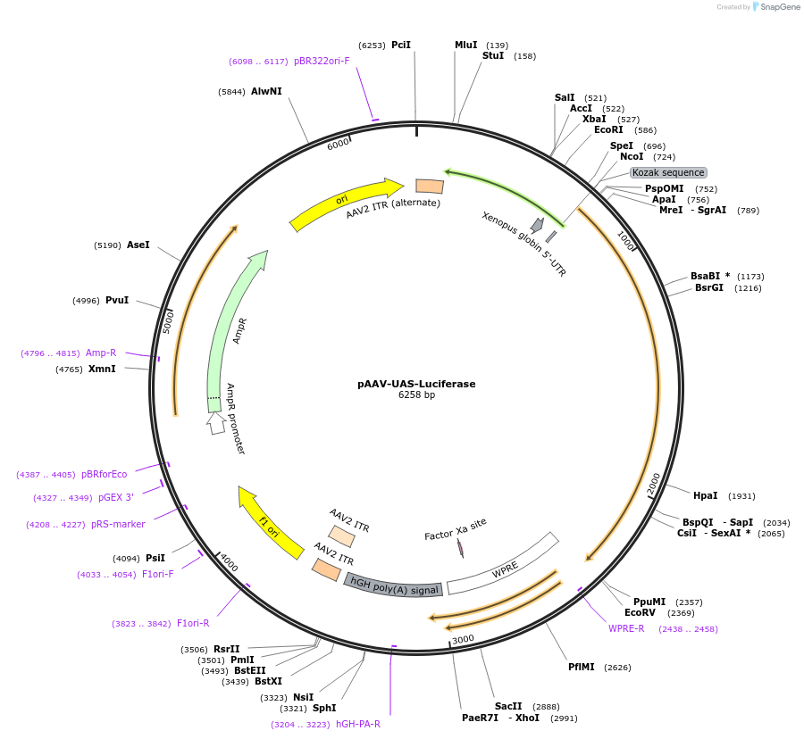 104840-plasmid-map-sequence-id-201552