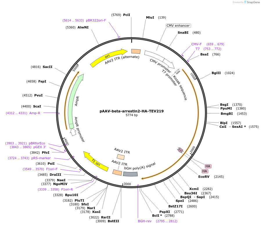 104845-plasmid-map-sequence-id-201553