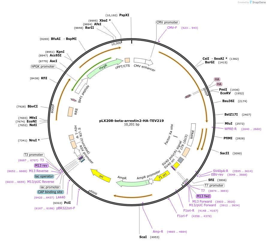 104846-plasmid-map-sequence-id-201554