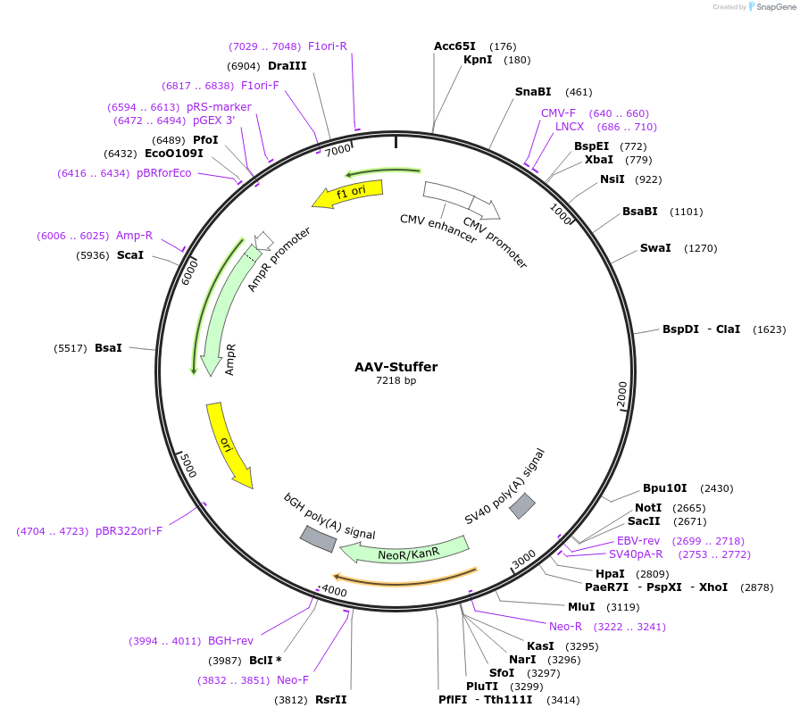 106248-plasmid-map-sequence-id-201558