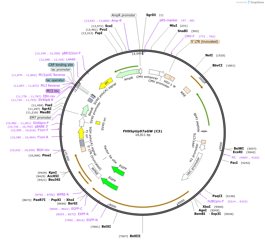 74019-plasmid-map-sequence-id-201565